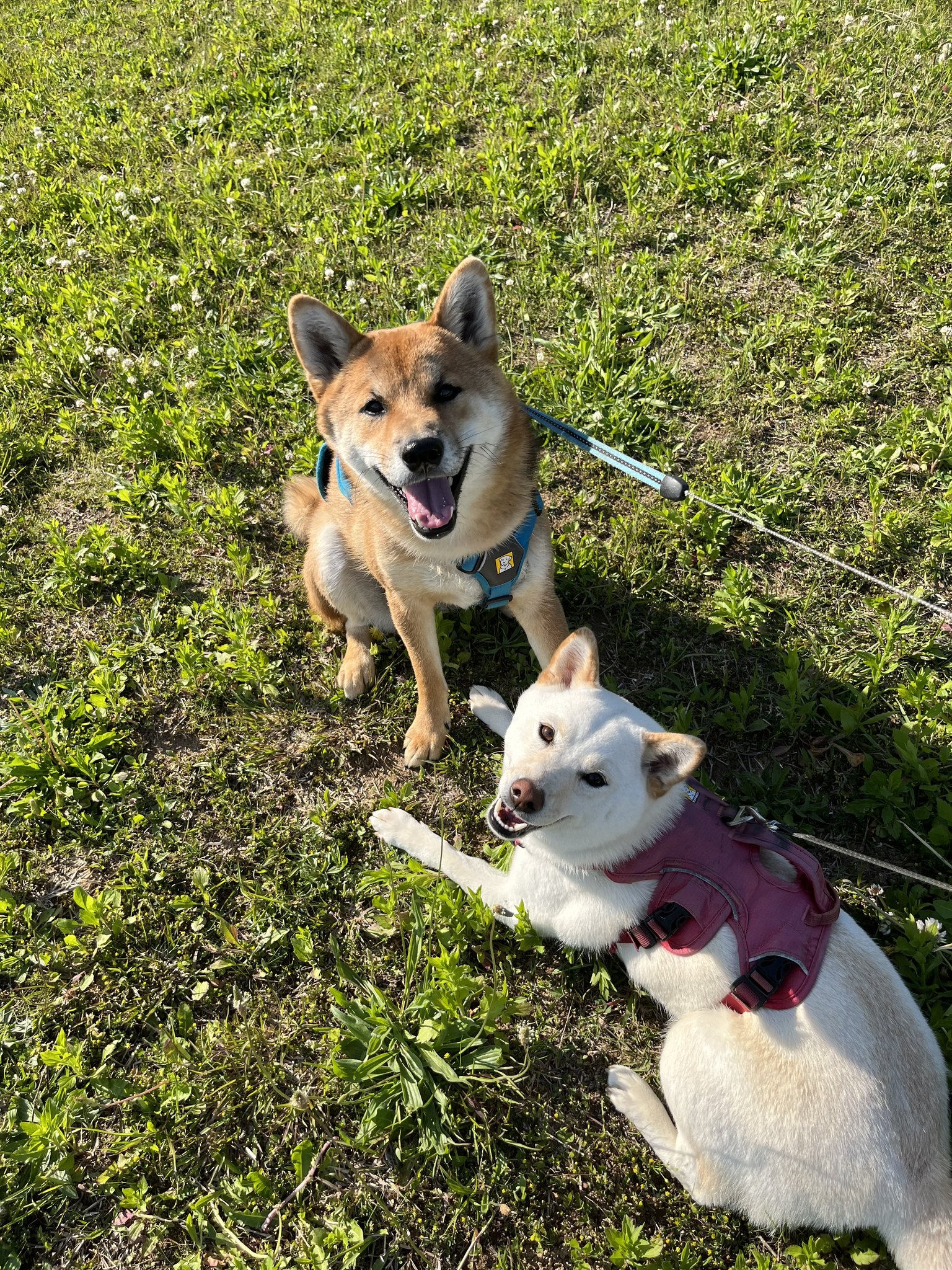 飼主と柴犬
